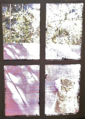 gato en el balcón de mi habitación en Dharamsala, India