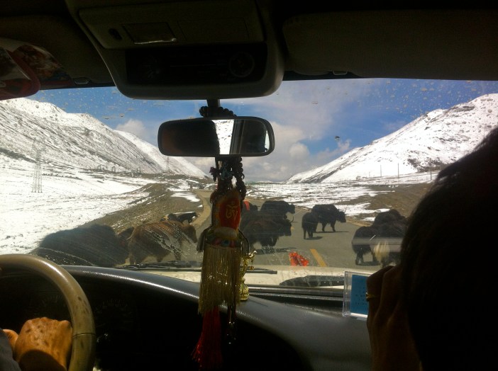 Los yaks en el camino no pudieron con nuestra intención y motivación de llegar a Gyantse.