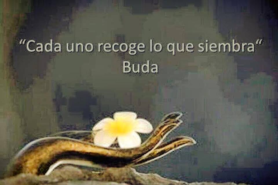 ob_c091aa_la-vache-rose-buda-1